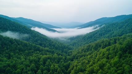 Fototapeta premium Nation relaxation day with calm nature idea. Lush green mountains with fog in a serene landscape.