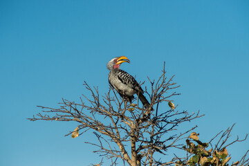 a bird