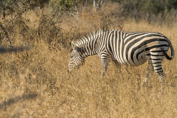 zebras in the wildnes