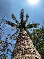 Majestic Tree Under Blue Sky With Clouds