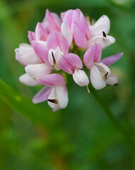 Fototapeta premium Beautiful close-up of securigera varia