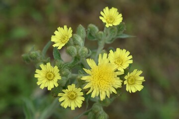 Obraz premium Floraison estivale jaune et boutons floraux d'Andryale à feuilles entières, Andryale sinueuse, Common Andryala (Andryala integrifolia)