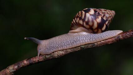 snail on a branch