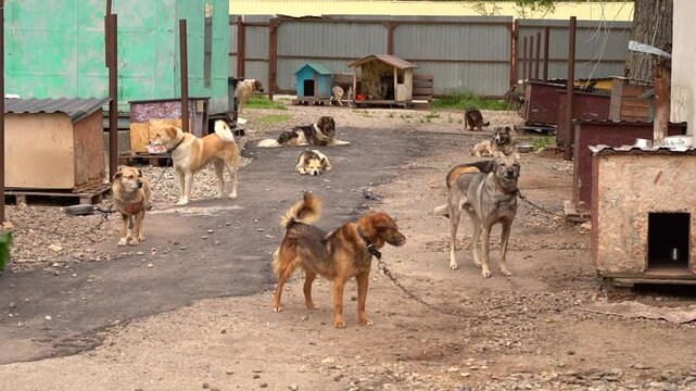 A pack of stray dogs bark while chained up in an animal shelter.