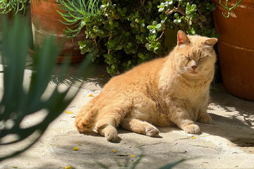 Fototapeta premium A homeless ginger cat lies in the sun near a flower pot in Athens, Greece
