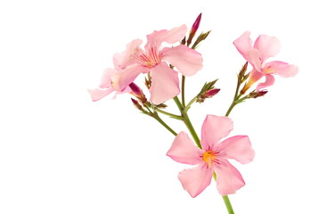 Nerium, oleander or rosebay with pink flower isolated on white background, clipping	