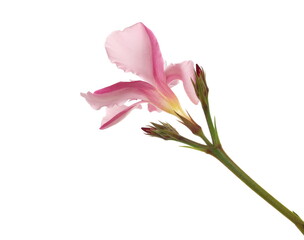 Nerium, oleander or rosebay with pink flower isolated on white background, clipping	