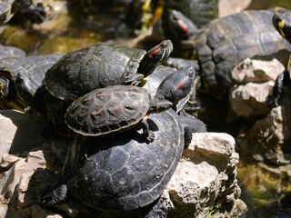 Aquatic turtles Chrysemys picta lie in the sun in a pond in the National Garden of Athens