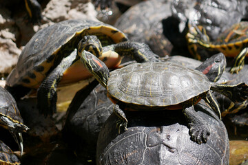 Aquatic turtles Chrysemys picta lie in the sun in a pond in the National Garden of Athens