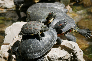 Aquatic turtles Chrysemys picta lie in the sun in a pond in the National Garden of Athens