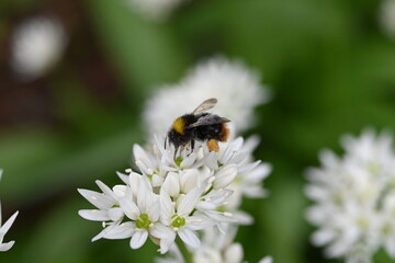 Bärlauch (Allium ursinum) – weiße Blüten mit Hummel