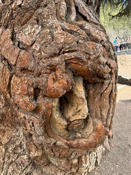 Corteza de un &aacute;rbol