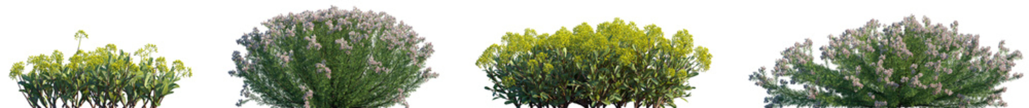 Set of Bupleurum fruticosum and Erica arborea frontal isolated png on a transparent background perfectly cutout high resolution	