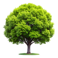 Lush green tree with spring foliage isolated