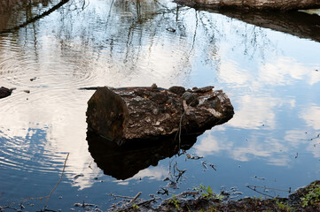 A lake scene featuring a decaying birch log with bracket fungi floating in the water. A frog swims nearby, creating ripples on the water surface. The foreground shows a bit of muddy shore 