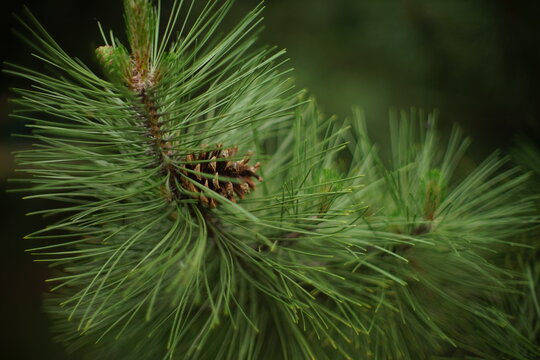 pine tree branch