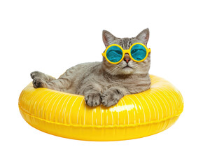 Cat enjoying summer fun in yellow inflatable ring with sunglasses