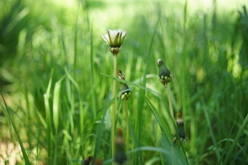 green grass and flowers