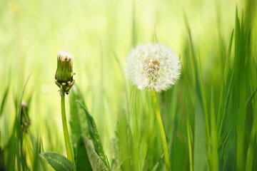 green grass in the morning