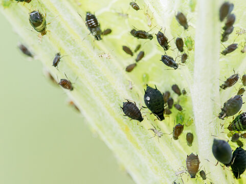 Puceron du coton Aphis gossypii infestant une plante dans un jardin, gros plan macro d&rsquo;un insecte nuisible, ravageur phytophage en milieu naturel, impact sur la biodiversit&eacute;