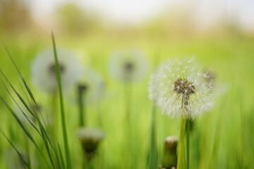 fluffy dandelion and green grass in the morning