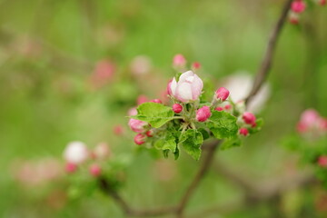 pink and white blloming flowers in the garden