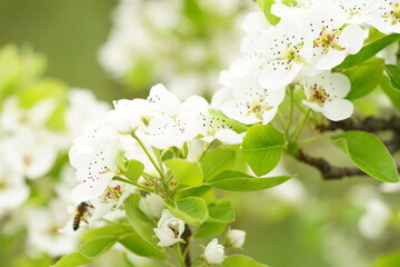 apple tree blossom