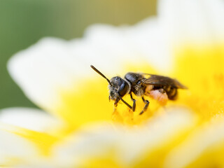 Lasioglossum spec. abeille sauvage pollinisant fleur jaune, hyménoptère, insecte butinant, photographie naturaliste macro