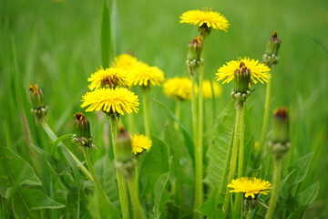 dandelions in the grass