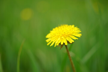 yellow dandelion flower