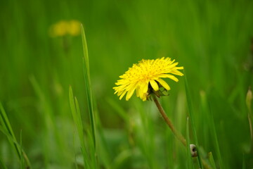 dandelion on green grass