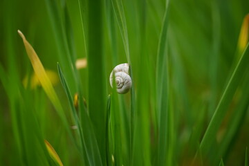snail on a green leaf