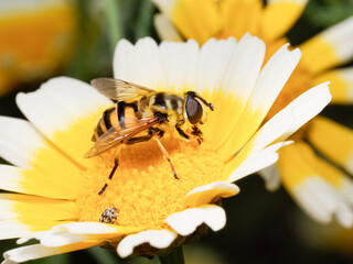 Myathropa florea sur fleur – pollinisation en ville à Lyon
