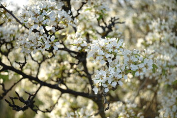 cherry blossom in spring