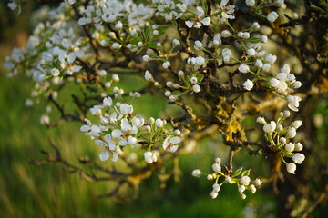 blooming pear tree in the garden