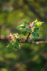 blloming apple tree in sunny day