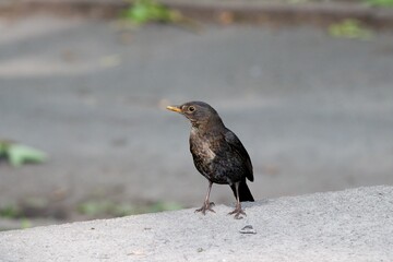 Blackbird sitting on a kerbside in the countryside.