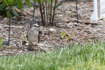 northern mockingbird