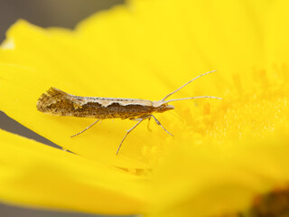 Papillon Plutella xylostella sur plante – pollinisation en cours
