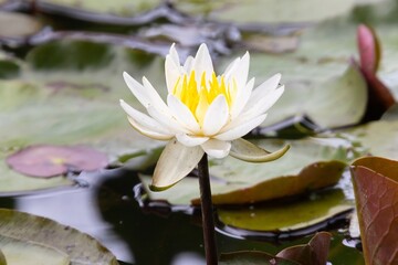white water lily