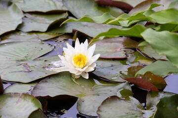 white water lily
