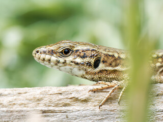 Lézard des murailles au soleil dans un jardin urbain à Lyon