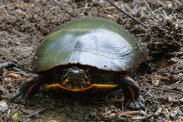 turtle on the ground