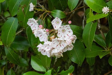 mountain laurel flowers