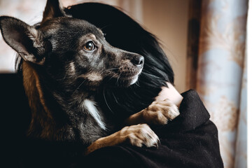 Sad dog is in a volunteer helping hands. An adoption of rescue animal. A lonely lost doggy hugs a...