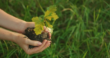 Young oak seedling held in hands during reforestation effort on a grassy field