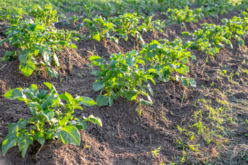 Agricultural field with rows of potatoes covered with earth. Growing vegetables in a vegetable garden