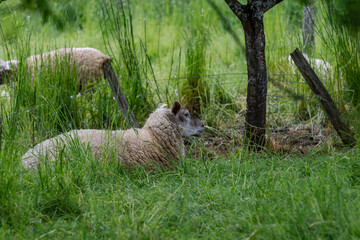 A sheep grazing in a field of long grass under a tree.