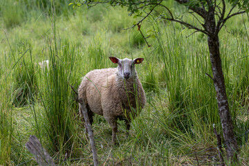 A sheep grazing in a field of long grass under a tree.