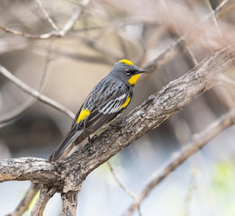 A Yellow-rumped Warbler (Audubon's) at the height of the breeding season strikes a beautiful pose revealing its intricate full body feather pattern.
